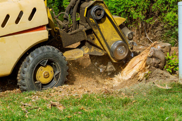 How Our Tree Care Process Works  in  Fountain Hill, PA